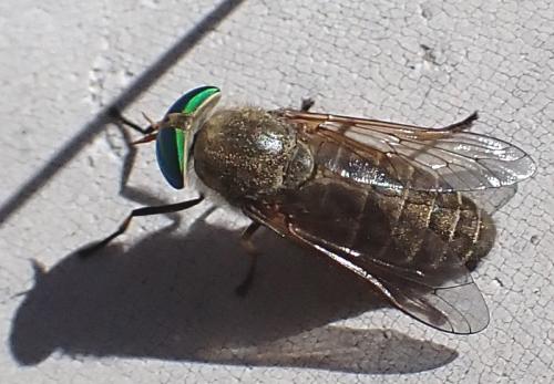 Philipomyia sp.